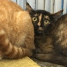 サビ子猫と母猫はいっしょのおうちへ サムネイル3
