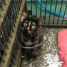 サビ子猫と母猫はいっしょのおうちへ サムネイル4