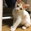 好奇心旺盛オスの子猫