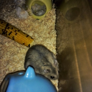 ハムスター/ジャンガリ/ブルーサファイア