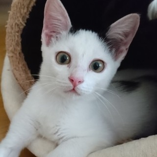 白黒の子猫ちゃん