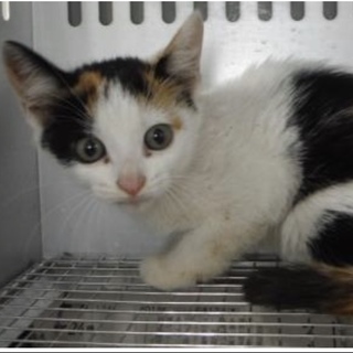 里親様に迎えられました。有難うございました。182