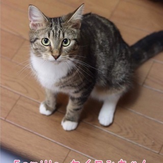 アメショ セイロンちゃん 里親様募集♡