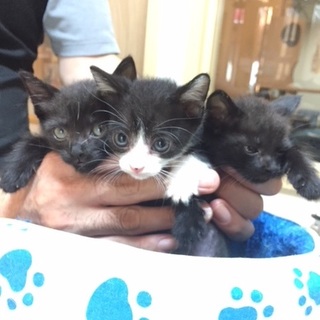 ９／１５・１６阿倍野区昭和町の譲渡会で里親募集♪