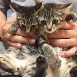 ９／１５・１６阿倍野区昭和町の譲渡会で里親募集♪