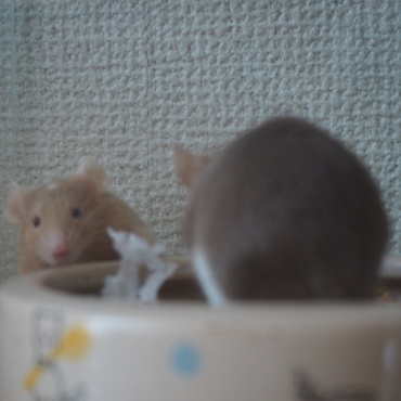 The ネズミ顔