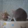 The ネズミ顔