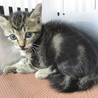 アメショー柄の可愛い子猫。収容期限9/18朝迄