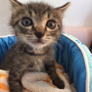 ９／１５・１６阿倍野区昭和町の譲渡会で里親募集♪