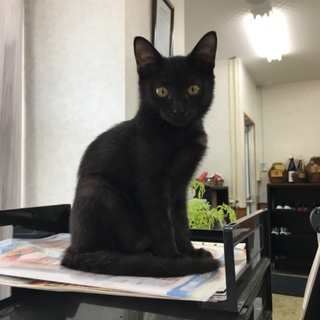 人懐っこい黒猫ちゃん^_^