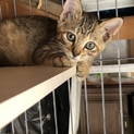 ４つ子の子猫ちゃんメス