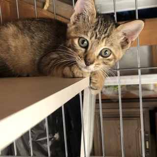 ４つ子の子猫ちゃんメス