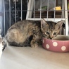 ４つ子の子猫ちゃんメス サムネイル2