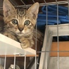 ４つ子の子猫ちゃんメス サムネイル4