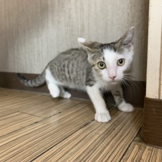 家族決まりました2019.5月生 男の子おみくん☆