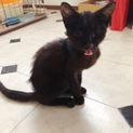 子ねこ♀生後2〜3ヶ月程 里親さん募集！