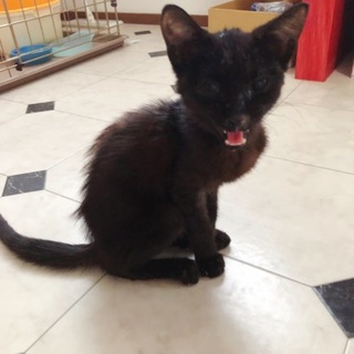 子ねこ♀生後2〜3ヶ月程 里親さん募集！