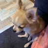 ちぽぽ