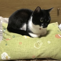 シオン