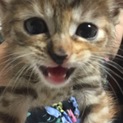 甘えん坊子猫