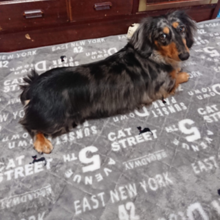 ダックス3歳 男の子