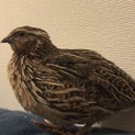元気な並ウズラ【雄】