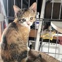 ４つ子の子猫ちゃんメス