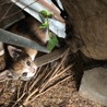 ４つ子の子猫ちゃんメス サムネイル2