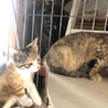 ４つ子の子猫ちゃんメス サムネイル3