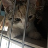 ４つ子の子猫ちゃんメス サムネイル4
