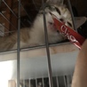 ４つ子の子猫ちゃんメス サムネイル5