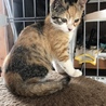 ４つ子の子猫ちゃんメス サムネイル6