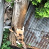 ４つ子の子猫ちゃんメス サムネイル7