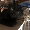 ４つ子の子猫ちゃん