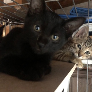 ４つ子の子猫ちゃん