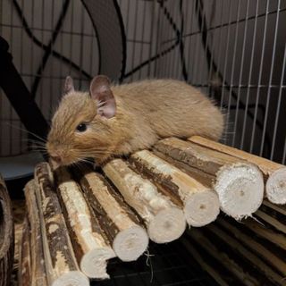 茶色毛のメスデグー