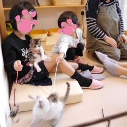 新大阪にて■□■TEAMねこのて＆猫の幼稚園 ■□■ 合同お見合い会 サムネイル3