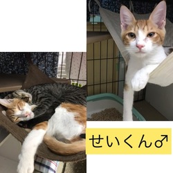 猫の幼稚園とteamねこのて合同お見合い会‼️ サムネイル2