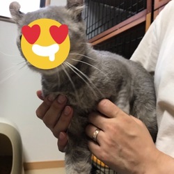 猫の幼稚園とteamねこのて合同お見合い会‼️ サムネイル3