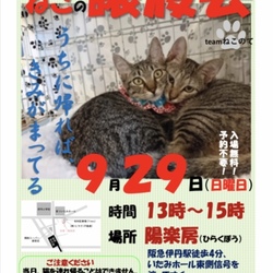 猫の譲渡会