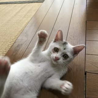2ヶ月くらい白が多い三毛、里親になって下さい