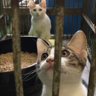 遊ぼうとアピール子猫兄弟２匹