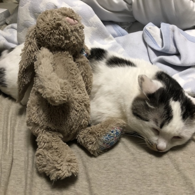 なすの浅漬けのカバー写真