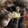 ハムスターバンデットの里親募集 サムネイル2
