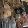 ハムスターバンデットの里親募集 サムネイル3