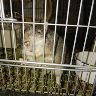 可愛いブルーデグー　里親募集します