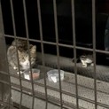 美人ちゃんの里親さん、人馴れの為の預かりさん募集