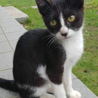 3ヶ月の子猫あと1匹です　募集中