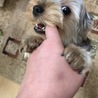 お澄ましからの…ガブガブガブガブ…