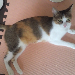 子猫の里親募集（アビシニアン系雑種）